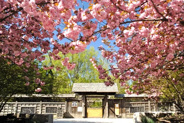 Japanese-inspired engagement session at Kariya Park in Mississauga, featuring tranquil ponds and stone pathways.
